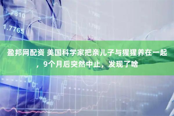 盈邦网配资 美国科学家把亲儿子与猩猩养在一起，9个月后突然中止，发现了啥